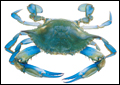 Chesapeake Blue Crab Drawing