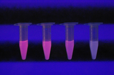 Molecularly imprinted hydrogels imprinted with fluorescently labeled Tobacco Mosaic Virus in microcentrifuge tubes.