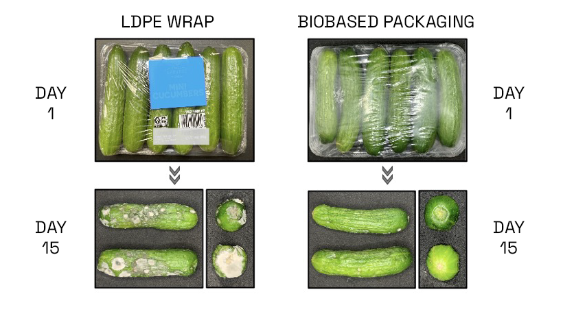 Side by side comparison of cucumbers in regular plastic packaging versus UMD developed bio-based packaging over 15 days