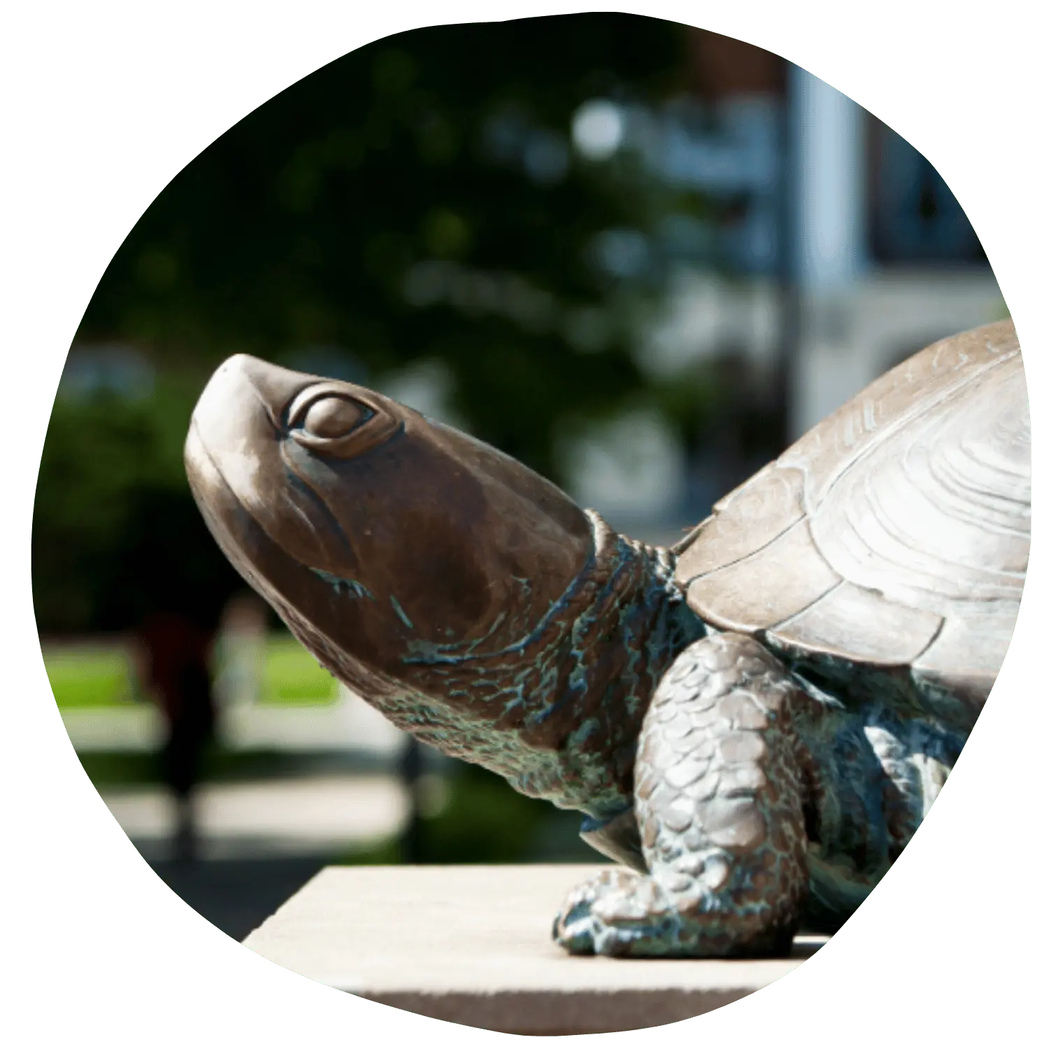 Testudo turtle side view